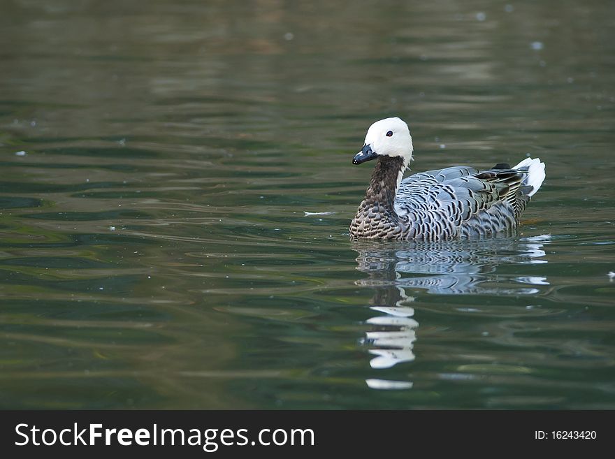 Upland Or Magellan Goose Male