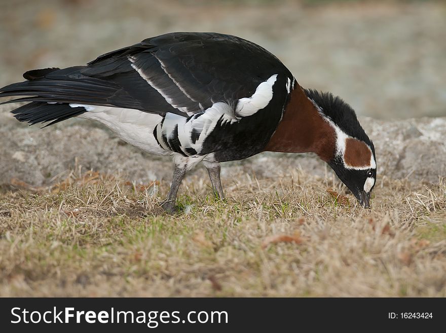 Red Breasted Goose on shore