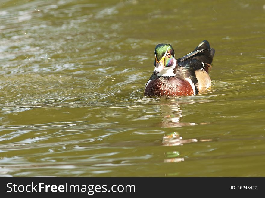 Wood Duck Drake on water