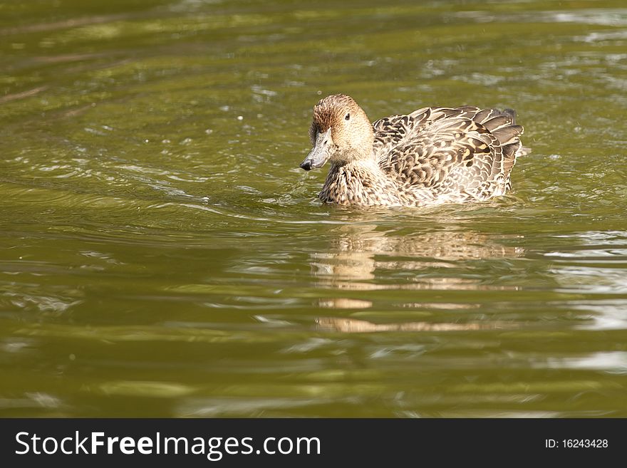 Mallard Duck female on water