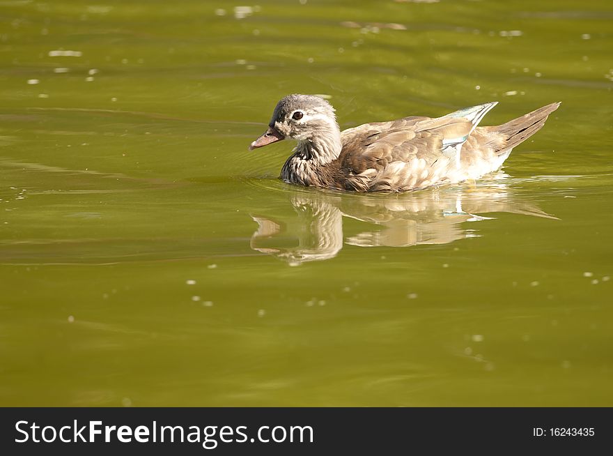 Wood Duck female on water