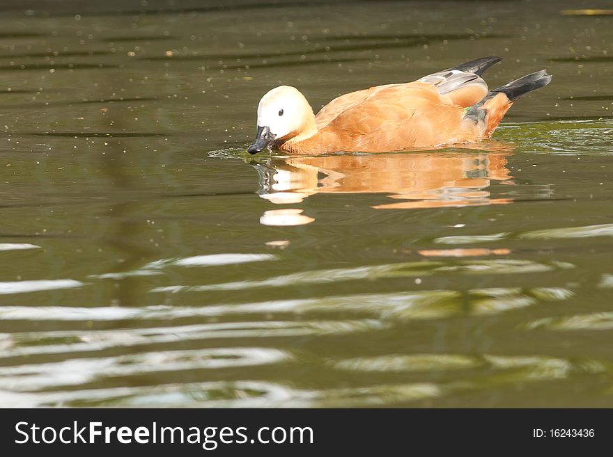 Ruddy Shelduck