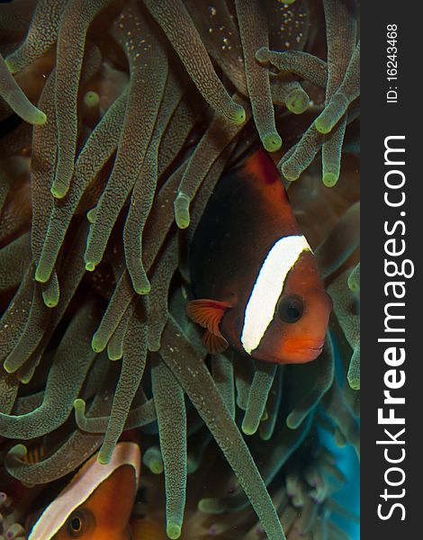 Tomato Clownfish in Anemone site