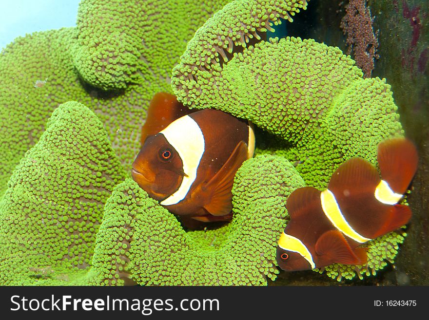 Maroon Yellow Stripe Clownfish Pair with roe