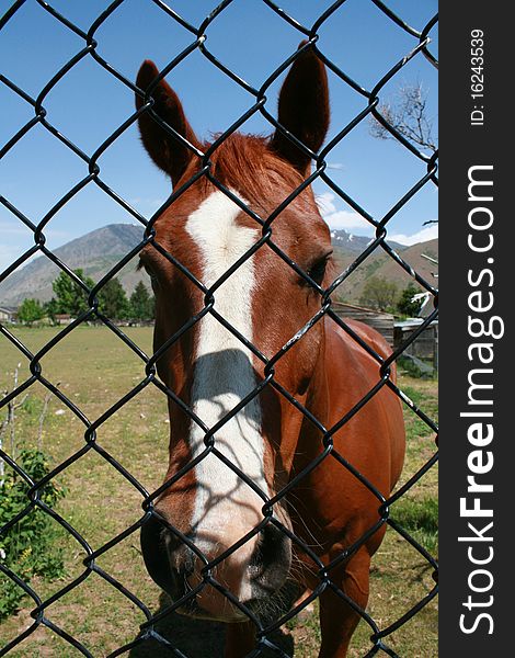 Brown horse peering through a chainlink fence on a sunny day. Brown horse peering through a chainlink fence on a sunny day
