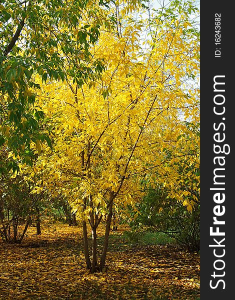 Tree with bright yellow foliage in park in the autumn