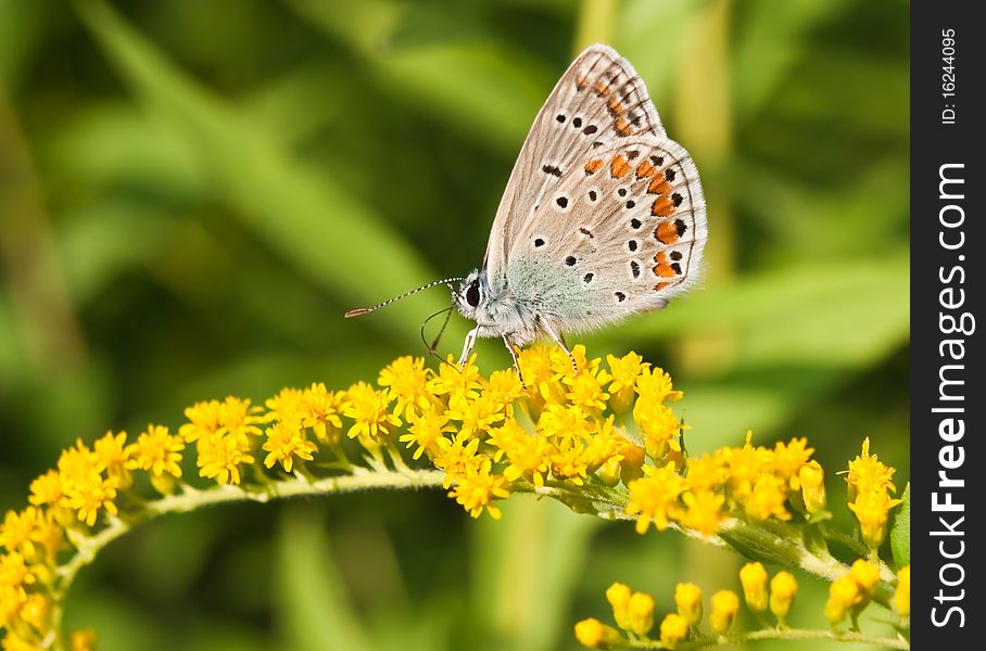 Little butterfly sitting on flower