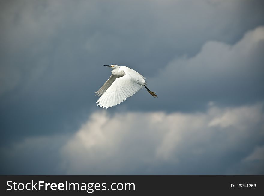 An Egret just after take-off with clouds and sky in the background. An Egret just after take-off with clouds and sky in the background.