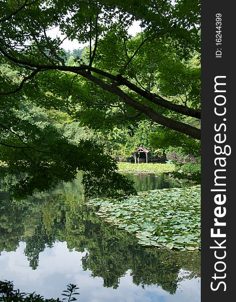 A peaceful japanese pond in Kyoto, Japan