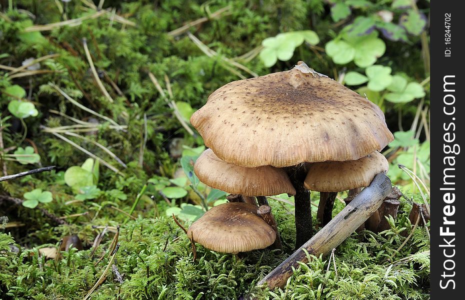 Honey fungus growing on a tree stump in a moss