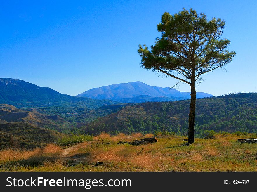 Lonely tree and mountain landscape. Rhodes. Greece
