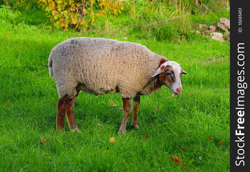 Sheep stand on the grass,ewe