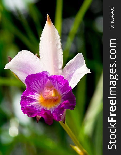 A portrait closeup of a purple hybrid tropical orchid