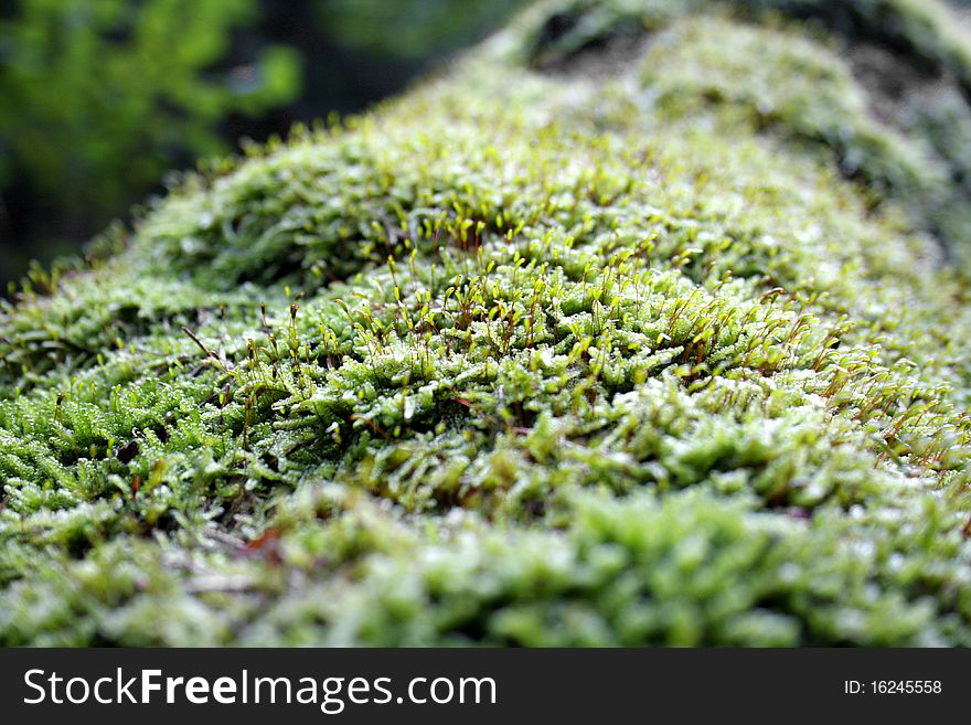 Wild growing bright moss closeup. Wild growing bright moss closeup