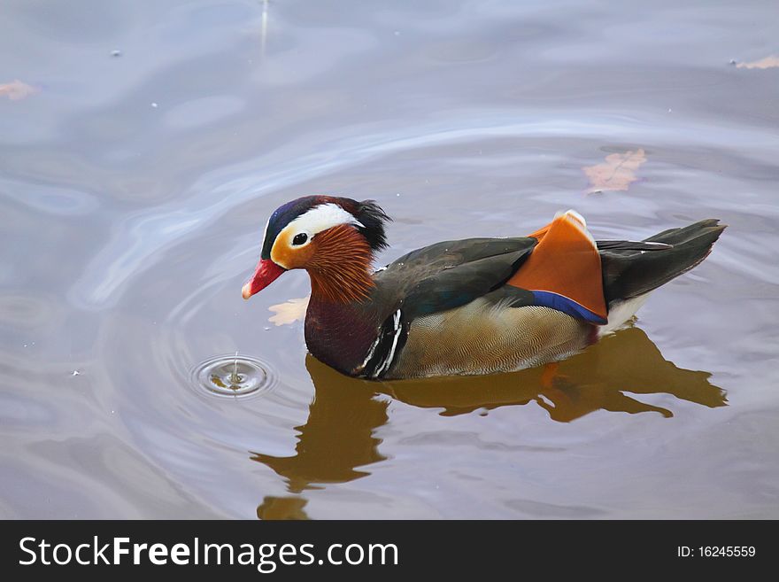 Chinese mandarin duck in the pond. Chinese mandarin duck in the pond