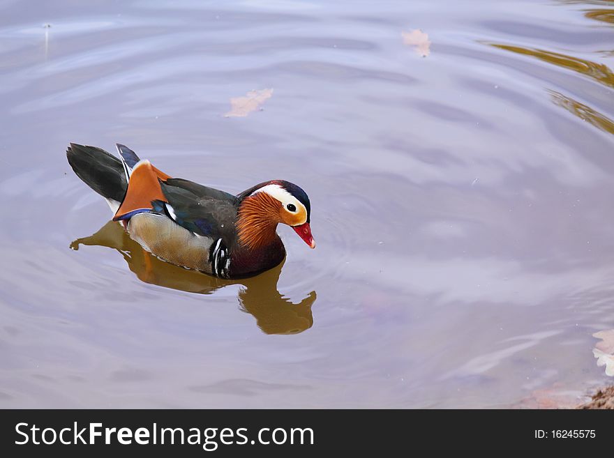 Chinese mandarin duck in the pond. Chinese mandarin duck in the pond
