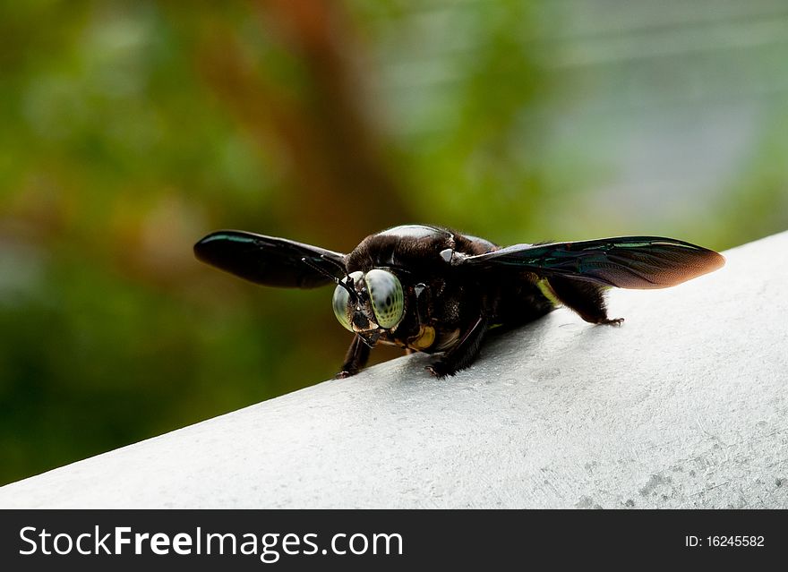 A closeup of giant stingless carpenter bee with its big eyes and wing span. A closeup of giant stingless carpenter bee with its big eyes and wing span