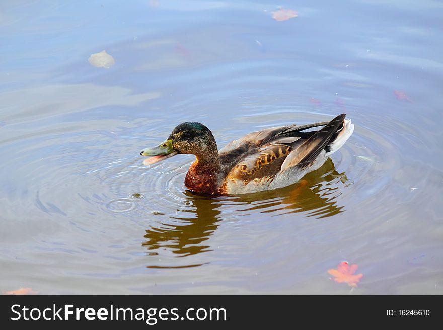 Wild gray duck in the pond