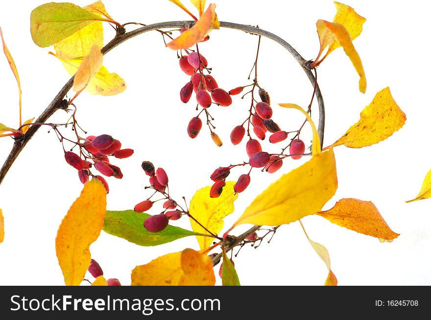 Branch with yellow leaves and red berries. Branch with yellow leaves and red berries