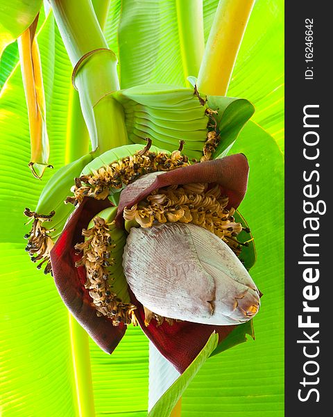 A Portrait of Banana Flower and Growing Fruits. A Portrait of Banana Flower and Growing Fruits