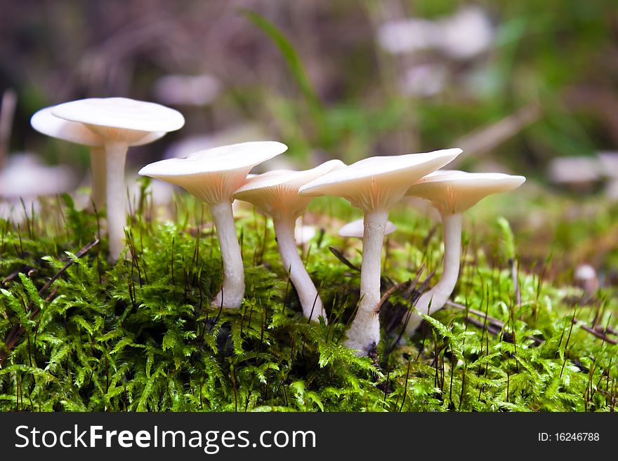 Wild mushrooms in the nature of the group.