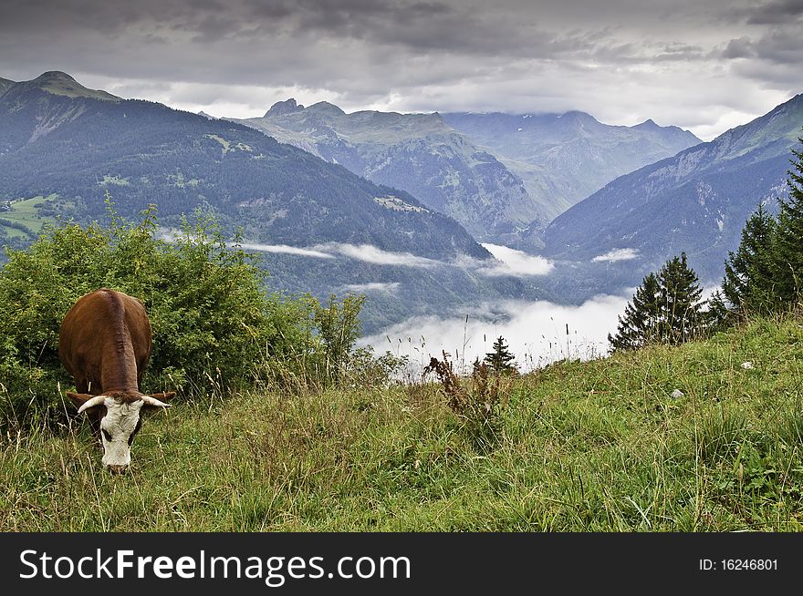 This image shows a landscape with a cow of La Vanoise National Park. This image shows a landscape with a cow of La Vanoise National Park