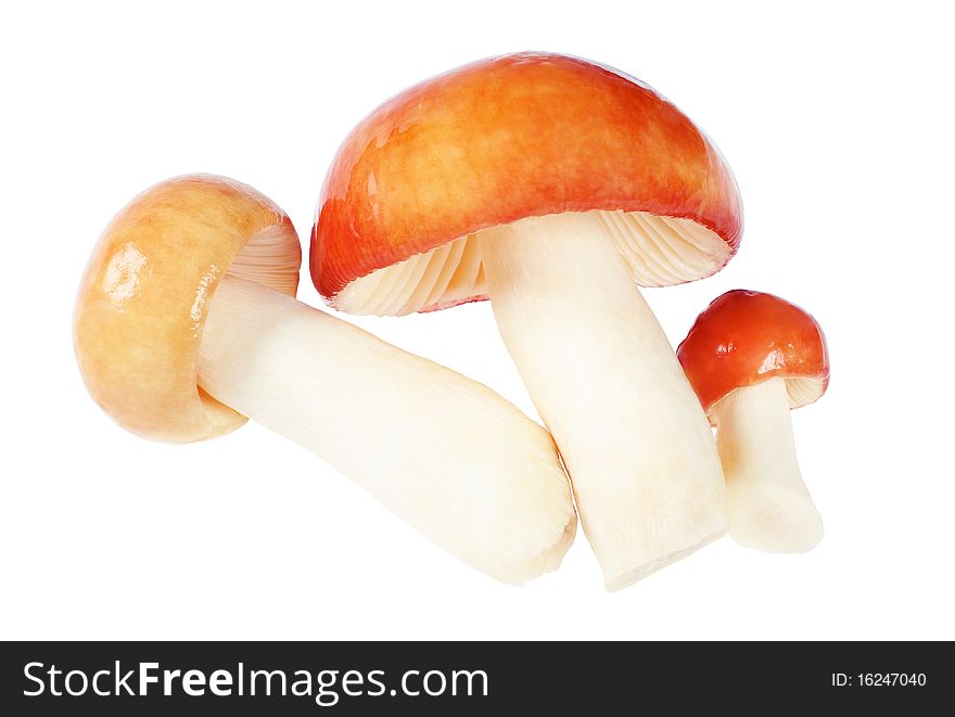 Three Mushrooms. Russula. Isolated on white.