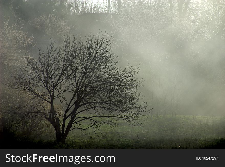 Mysterious forest with a view of coming fog