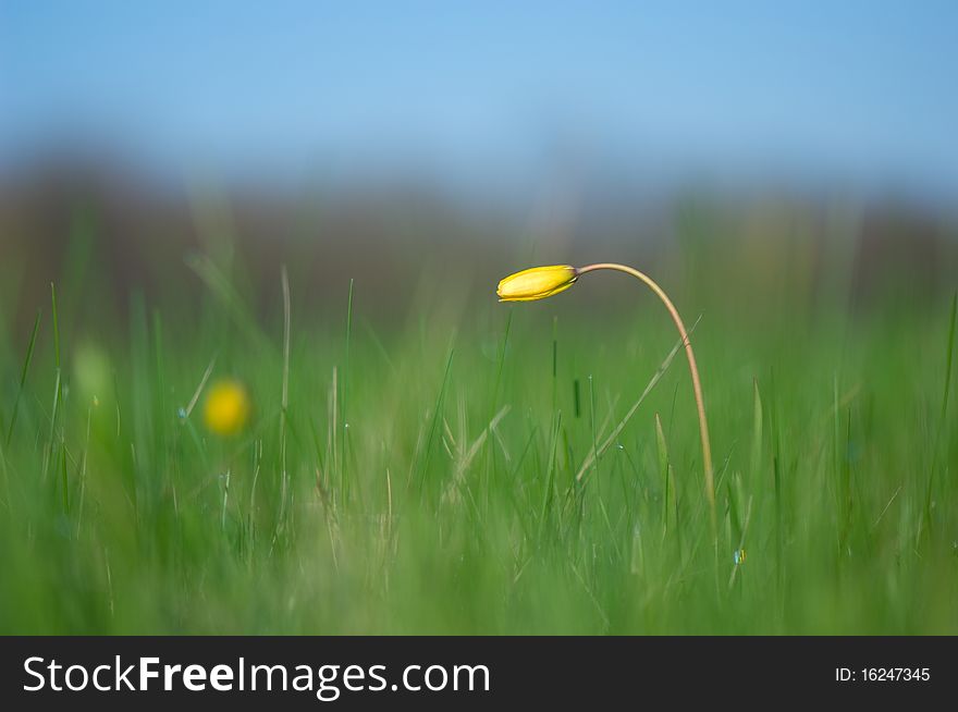 Lily-flowered tulip in the field