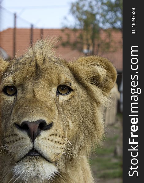 Portrait of a lion, closeup, in the zoo