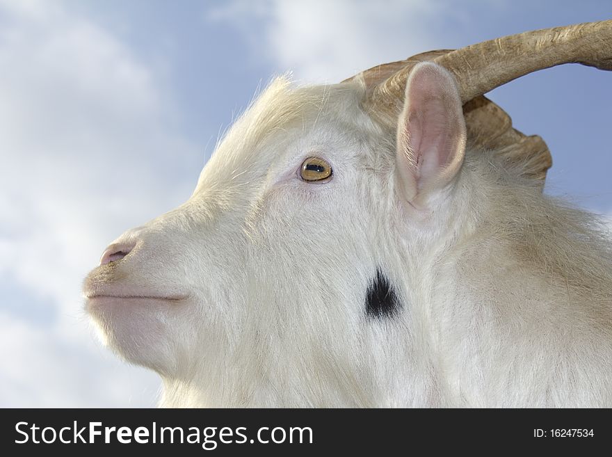 The head of a white goat before the sky