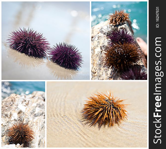 Live sea urchin on the rocks. Mediterranean Sea, Liguria Italy. Live sea urchin on the rocks. Mediterranean Sea, Liguria Italy