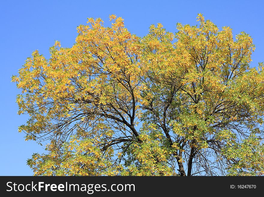 Ð¡rone Of A Autumn Tree