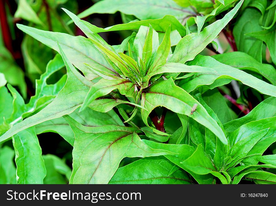 Fresh spinach still in its garden patch