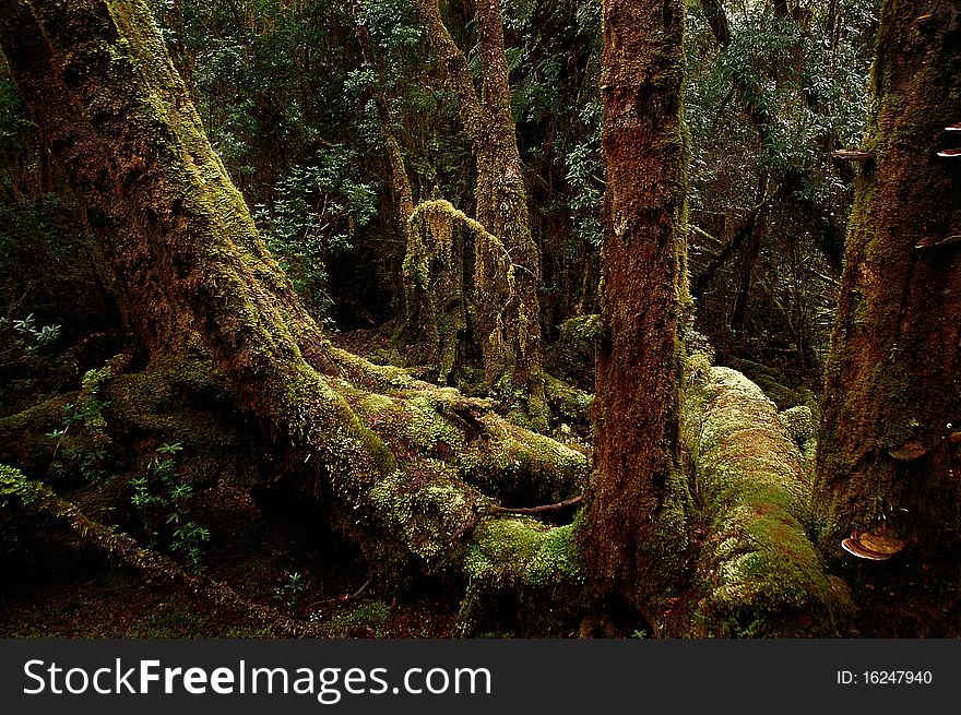 Temperate Rainforest, Gordon River