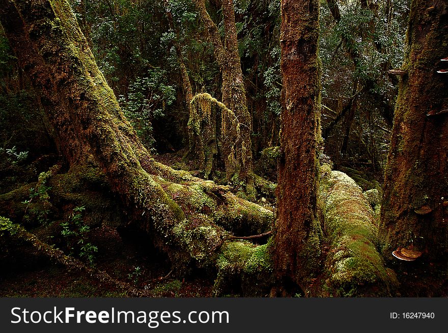 Temperate rainforest beside the Gordon River, on Tasmania's rugged west coast. Temperate rainforest beside the Gordon River, on Tasmania's rugged west coast.