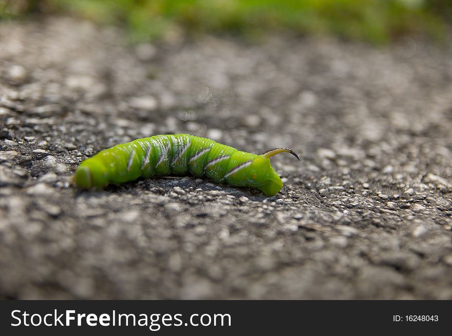 Green horn worm in the street