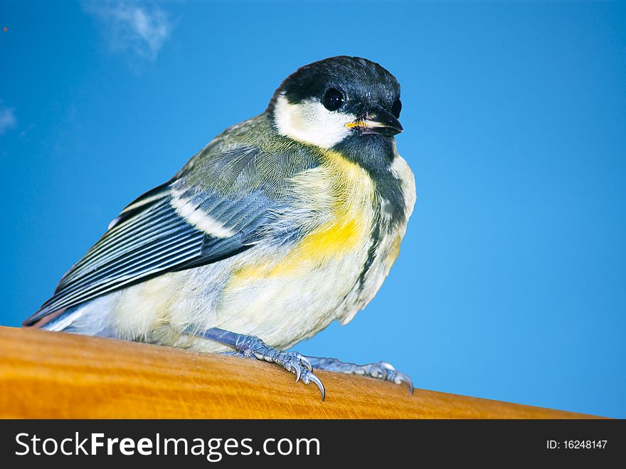 Tit while resting during the hunting