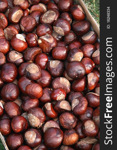 Basket of chestnuts in autumn