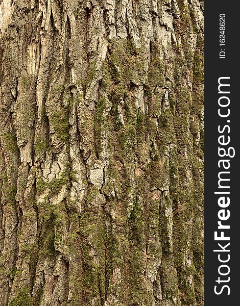 Texture of wood. Background of bark of old oak.