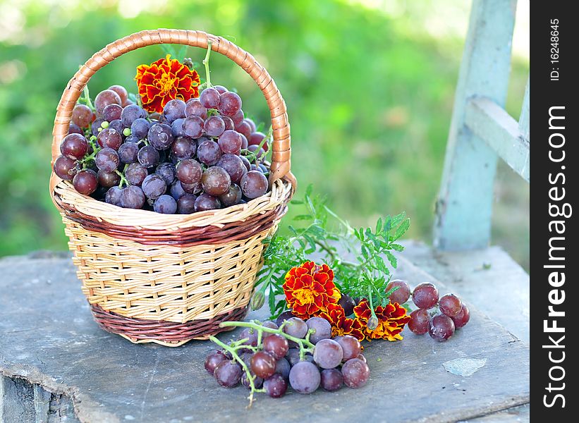 Vine in a small basket alongside marigolds. Vine in a small basket alongside marigolds