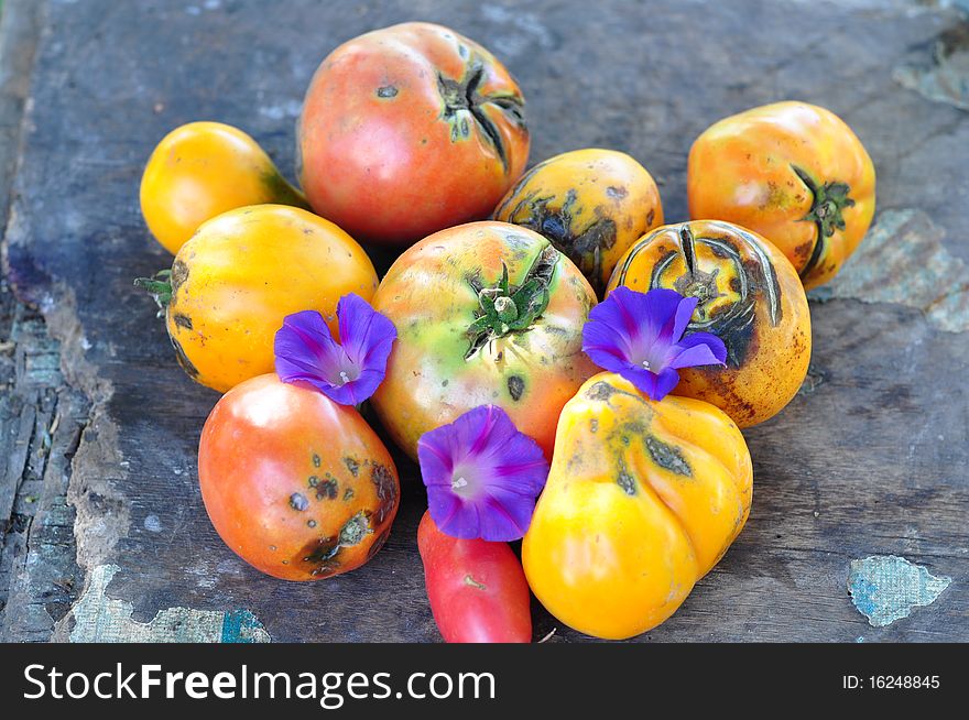 Spoiled yellow tomatoes and lilac flowers. Spoiled yellow tomatoes and lilac flowers