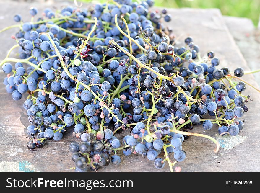 Wild dark blue grapes on a table. Wild dark blue grapes on a table