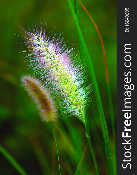 The green bristle grass in a garden. The green bristle grass in a garden