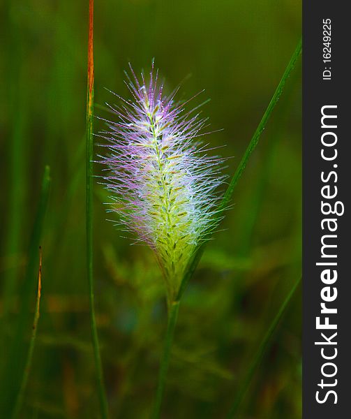 The green bristle grass in a garden. The green bristle grass in a garden