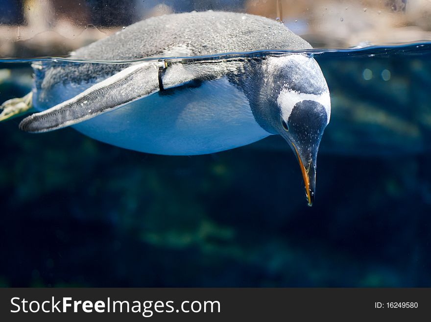 Swimming penguin, half diving under water, half over water - looking for prey