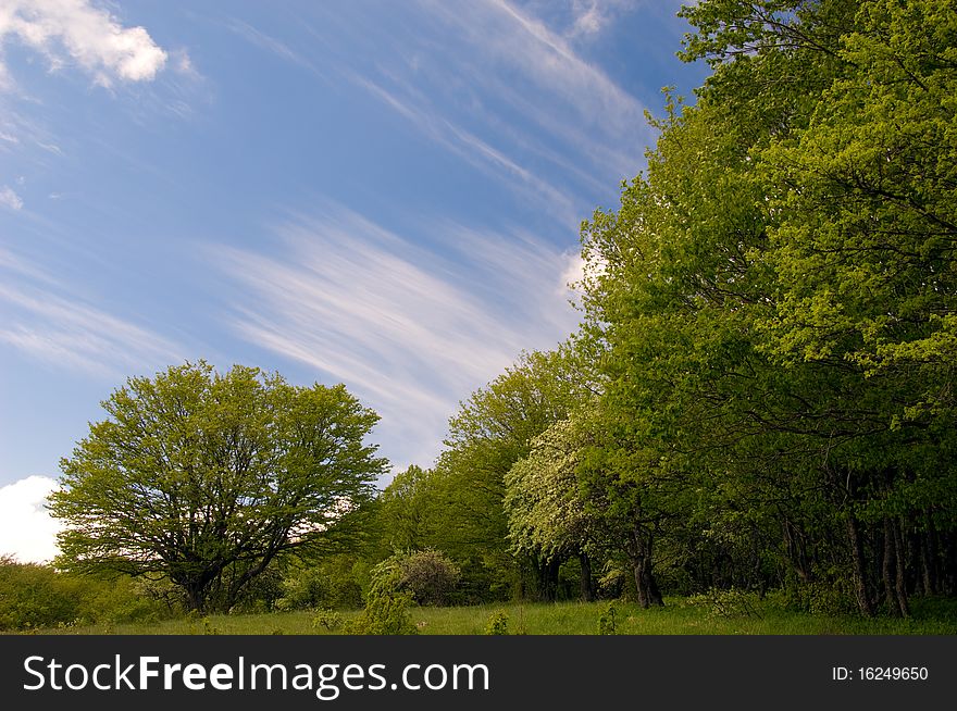 Summer landscape of young green forest