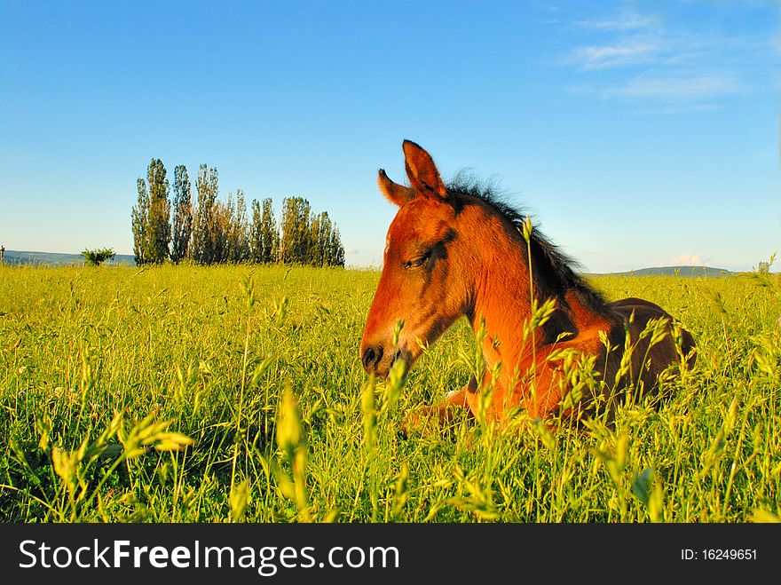 Sleeping colt in the grass inside a meadow