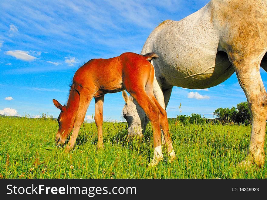 Horse and colt on the grass inside a meadow