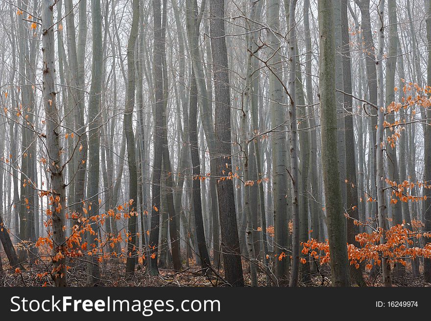 Misty beech tree forest in november